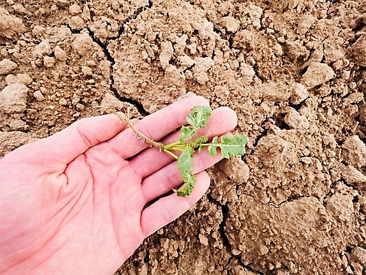 포토 JPG 해외이미지 꽃 줄기 농업 손가락 사람없음 농장 환경 흙 유기농 뿌리 점토 이익 거름 돌봄 땅바닥 숙성 세련 해외포토 식물 손 웰빙 산업 모션 바닥 파일형식 이미지허브