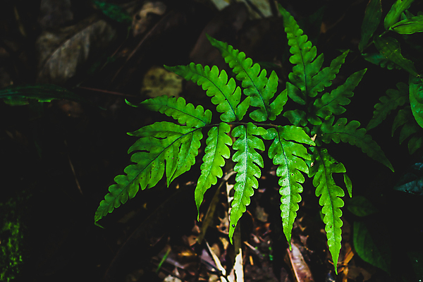 포토 JPG 해외이미지 나무 식물 꽃 음식 백그라운드 잎 밭 농업 자연 건강 사람없음 빨간색 초록색 여름 농장 환경 정원 봄 성장 흰색 신선 숲 유기농 질감 내추럴 해외포토 웰빙 계절 산업 컬러 생태계 파일형식 이미지허브