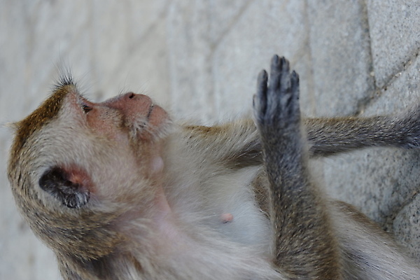 포토 JPG 해외이미지 나무 동물 응시 공원 아시아 얼굴 야생동물 음식 여행 포유류 가족 자연 털 동물원 앉기 동양인 사람없음 야외 초록색 갈색 회색 원숭이 표현 아기 숲 작음 먹기 꼬리 인도네시아 서식지 유인원 동물상 해외포토 식물 시선 공공시설 나라 컬러 관계 모션 사람 인종 신체부위 조형물 크기 생태계 파일형식 이미지허브