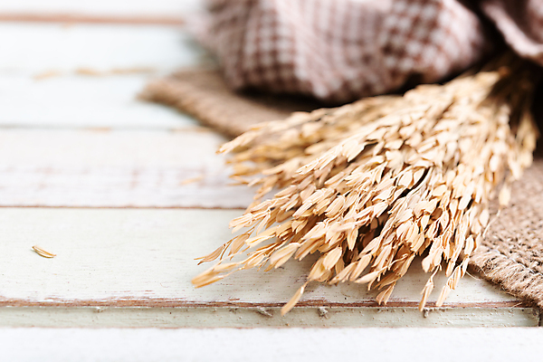 포토 JPG 해외이미지 식물 음식 꽃다발 백그라운드 농업 재료 태국 자연 밥 건조 건강 씨앗 사람없음 목재 농작물 갈색 노란색 침묵 수확 흰색 직물 황금 플랫 정상 낟알 시리얼 밀 다발 유기농 질감 날것 브런치 귀 흙더미 내추럴 논밭 숙성 채식주의자 해외포토 나무 웰빙 꽃 산업 아시아 컬러 밭 곡류 논 신체부위 식사 소리 흙 생태계 채식 파일형식 더미 이미지허브