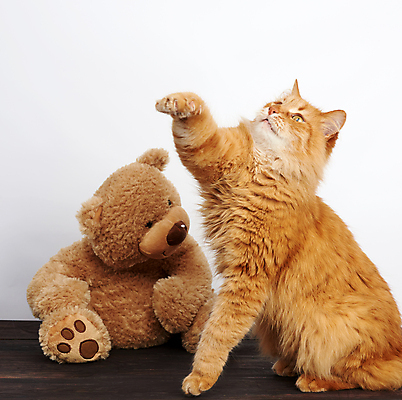 포토 JPG 해외이미지 한마리 앉기 사람없음 반려동물 장난감 고양이 곰인형 부드러움 앞발 앞발든 혼자 해외포토 동물 1 인형 포유류 모션 감각 파일형식 이미지허브