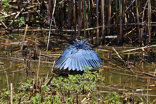 포토 JPG 해외이미지 동물 공원 호수 야생동물 백그라운드 우산 아프리카 자연 조류 사람없음 가로 물 강 환경 검은색 사진촬영 펼침 회색 덮개 왜가리 사파리 깃털 내추럴 남아프리카 수유 이국적 해외포토 자연요소 공공시설 나라 컬러 모션 촬영 뚜껑 생태계 파일형식 이미지허브