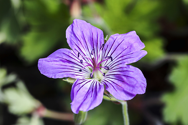 포토 JPG 해외이미지 식물 계절 꽃잎 꽃 분홍색 자연 사람없음 가로 파란색 정원 봄 활발 성장 개화 닫기 제비꽃 원예 향기 화단 꽃가루 라벤더 영원 제라늄 해외포토 컬러 컨셉 모션 취미 가루 허브 생태계 냄새 파일형식 이미지허브