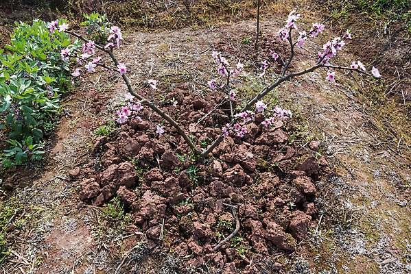 포토 JPG 해외이미지 나무 식물 전통 디자인 계절 꽃 아시아 문화 분홍색 자연 휴가 새로움 산 동양인 사람없음 장식 초록색 컬러풀 평화 축제 중국 봄 벚꽃 신선 화려 개화 우아함 달콤 복숭아 내추럴 해외포토 나라 컬러 컨셉 과일 인종 맛 생태계 파일형식 이미지허브