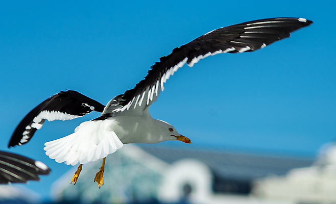 포토 JPG 해외이미지 동물 1 응시 야생동물 바다 백그라운드 날개 자연 갈매기 조류 하늘 사람없음 검은색 회색 자유 흰색 깃털 부리 내추럴 고립 무료 해외포토 시선 컬러 컨셉 생태계 파일형식 이미지허브