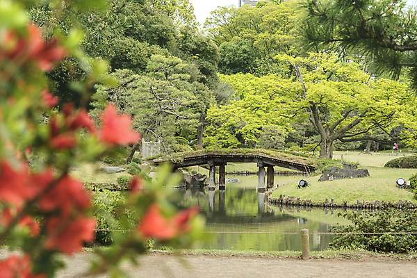 포토 JPG 해외이미지 나무 식물 구름 계절 공원 꽃잎 꽃 분홍색 백그라운드 잎 자연 하늘 사람없음 야외 목재 파란색 컬러풀 정원 일본 봄 흰색 나뭇가지 연못 신선 소나무 화려 도쿄 붓꽃 내추럴 창백 방법 해외포토 자연요소 공공시설 아시아 컬러 컨셉 재료 생태계 파일형식 이미지허브