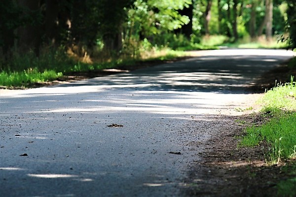 포토 JPG 해외이미지 나무 도로 길 그림자 사람없음 야외 초록색 태양 닫기 그늘 떠남 해외포토 자연요소 식물 컬러 교통시설 모션 파일형식 이미지허브