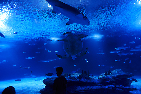 포토 JPG 해외이미지 남자 실루엣 어린이 실내 어류 한명 소년 상반신 파란색 수중 거북이 상어 수족관 아쿠아리움 소년한명만 해외포토 1 컬러 파충류 촬영기법 사람 내부 수중동물 남자한명만 소년만 파일형식 이미지허브