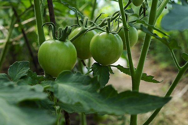 포토 JPG 해외이미지 식물 음식 잎 농업 토마토 채소 비즈니스 자연 미래 건강 사람없음 초록색 농장 노란색 정원 수확 성장 신선 에코 유기농 원예 국산 내추럴 밭일 숙성 온실 채식주의자 비건 해외포토 웰빙 산업 컬러 컨셉 취미 환경 생태계 채식 파일형식 이미지허브