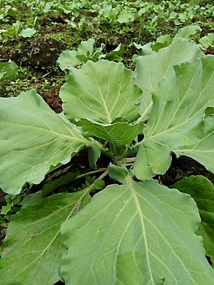 포토 JPG 해외이미지 식물 음식 백그라운드 잎 농업 다이어트 채소 재료 자연 건강 요리 사람없음 초록색 농장 머리 정원 보라색 샐러드 수확 성장 흰색 신선 그룹 시장 자르기 유기농 양배추 날것 슬라이스 내추럴 고립 밭일 채식주의자 케일 해외포토 웰빙 산업 컬러 모션 신체부위 생태계 채식 파일형식 이미지허브