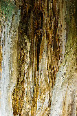 포토 JPG 해외이미지 나무 식물 공원 선 사람없음 야외 목재 갈색 이탈리아 시간 거친 역사 보호 숲 낟알 묘사 부식 질감 외양간 엘리먼트 옛날 해외포토 공공시설 유럽 컬러 컨셉 재료 파일형식 이미지허브