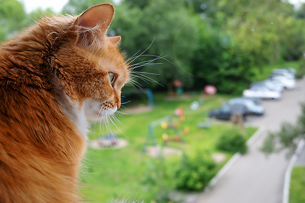 포토 JPG 해외이미지 동물 응시 백그라운드 창문 포유류 거리 주택 프레임 털 실내 사람 앉기 사람없음 건물 빨간색 반려동물 햇빛 고양이 관찰 도시 기다림 심볼 호기심 솜털 멀티 안뜰 해외포토 건축물 시선 감정 컬러 컨셉 모션 내부 태양 파일형식 이미지허브