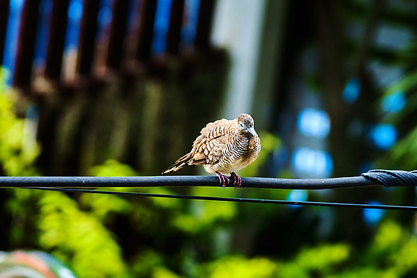 포토 JPG 해외이미지 나무 동물 공원 야생동물 음식 백그라운드 날개 태국 자연 조류 병아리 앉기 사람없음 야외 옆모습 가로 초록색 컬러풀 햇빛 갈색 환경 정원 봄 나뭇가지 닫기 숲 깃털 참새 철사 해외포토 식물 계절 공공시설 아시아 뷰포인트 컬러 모션 태양 생태계 파일형식 이미지허브