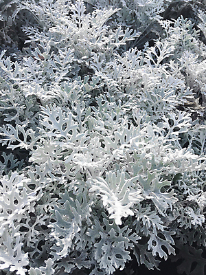 포토 JPG 해외이미지 식물 꽃 잎 자연 사람없음 장식 정원 닫기 은색 화단 먼지 해외포토 컬러 모션 생태계 파일형식 이미지허브