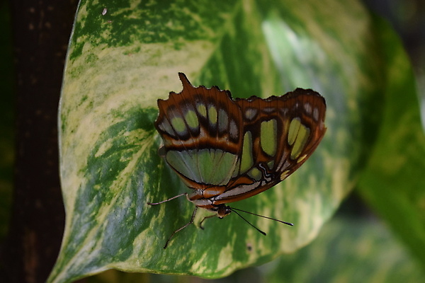 포토 JPG 해외이미지 동물 꽃 야생동물 섬 나비 곤충 백그라운드 잎 꽃무늬 날개 오렌지 자연 실내 사람없음 빨간색 초록색 여름 파란색 컬러풀 농장 정원 검은색 봄 벚꽃 닫기 보케 꿀 고립 동물상 해외포토 식물 계절 컬러 무늬 농업 과일 모션 내부 조형물 생태계 파일형식 이미지허브