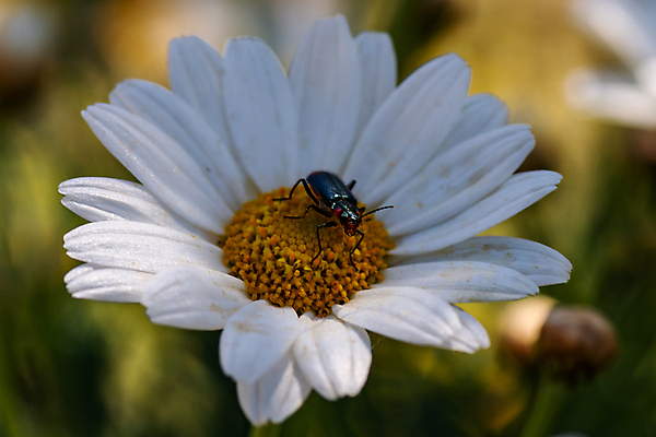 포토 JPG 해외이미지 식물 꽃 음식 줄기 분홍색 백그라운드 잎 꽃무늬 밭 농업 채소 자연 건강 사람없음 초록색 여름 정원 일본 검은색 봄 프랑스 벚꽃 가을 흰색 신선 체리 닫기 사과 허브 대나무 원예 내추럴 밭일 세련 해외포토 나무 계절 유럽 산업 아시아 컬러 무늬 과일 모션 취미 생태계 파일형식 이미지허브