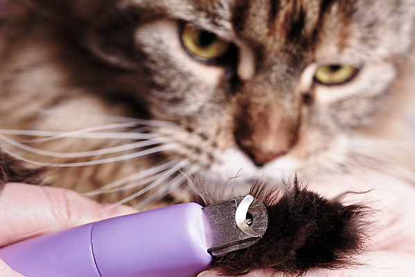 포토 JPG 해외이미지 동물 한마리 손 신체부위 고양이 발톱 발톱손질 반려묘 메인쿤 해외포토 1 포유류 발 사람 반려동물 미용 파일형식 이미지허브