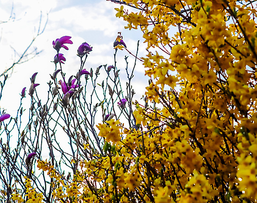포토 JPG 해외이미지 나무 식물 계절 꽃잎 꽃 줄기 분홍색 꽃다발 백그라운드 잎 꽃무늬 자연 하늘 씨앗 사람없음 야외 파란색 정원 맑음 봄 성장 벚꽃 흰색 나뭇가지 신선 개화 체리 과수원 4월 5월 다발 묘사 목련 자두 대각선 내추럴 꽃수술 해외포토 선 컬러 무늬 농업 과일 날씨 날짜 생태계 파일형식 이미지허브
