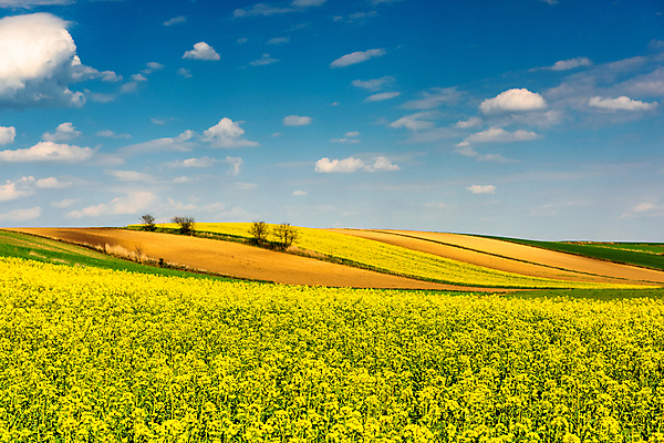 포토 JPG 해외이미지 나무 식물 구름 계절 꽃 유럽 여행 패턴 밭 농업 자연 하늘 씨앗 풍경 사람없음 야외 초록색 파란색 농작물 농장 농경지 노란색 평화 환경 맑음 봄 에너지 수확 벚꽃 시골 개화 언덕 유채 그림 장면 폴란드 내추럴 밭일 카놀라 해외포토 자연요소 나라 산업 컬러 컨셉 무늬 날씨 생태계 파일형식 이미지허브