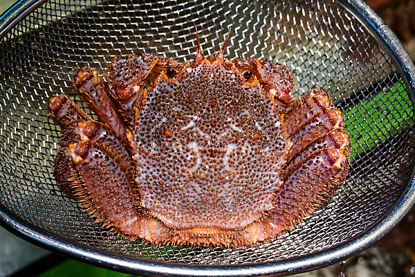 포토 JPG 해외이미지 동물 아시아 음식 바다 백그라운드 다이어트 재료 건강 갑각류 어류 요리 사람없음 일본 식사 신선 시장 맛 해산물 홋카이도 날것 낚시꾼 일본음식 해외포토 나라 컨셉 수중동물 파일형식 이미지허브