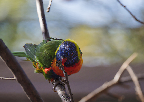 포토 JPG 해외이미지 나무 동물 응시 공원 야생동물 백그라운드 무지개 날개 자연 조류 열대 동물원 서기 앉기 사람없음 빨간색 초록색 파란색 반려동물 컬러풀 닫기 열대우림 깃털 부리 앵무새 남쪽 내추럴 강렬 이국적 잉꼬 해외포토 자연요소 식물 시선 공공시설 컬러 모션 숲 방향 생태계 파일형식 이미지허브