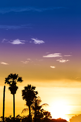 포토 JPG 해외이미지 나무 실루엣 섬 여행 백그라운드 오렌지 자연 하늘 휴가 손바닥 풍경 사람없음 빨간색 여름 태양 일출 황혼 일몰 장면 코코넛 파라다이스 해외포토 자연요소 식물 손 계절 컬러 과일 촬영기법 노을 생태계 파일형식 이미지허브