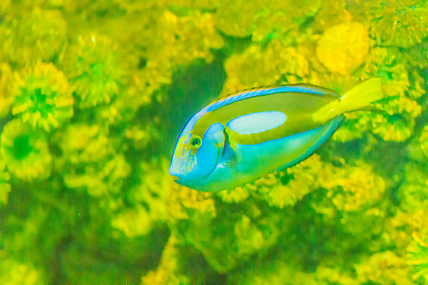 포토 JPG 해외이미지 바다 어류 사람없음 물 파란색 컬러풀 노란색 보라색 검은색 바닷속 수중 수영 줄무늬 팔레트 산호 탱크 태평양 암초 수족관 외과 깊이 리갈 소금물 짠맛 해외포토 자연요소 컬러 무늬 의학 병원 수중동물 수상스포츠 자포동물 맛 파일형식 이미지허브