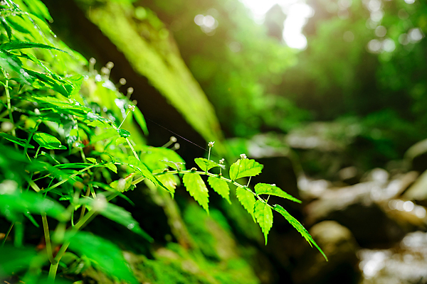 포토 JPG 해외이미지 식물 공원 꽃 여행 백그라운드 잎 자연 벽지 휴가 휴식 산 건강 이끼 풍경 사람없음 야외 초록색 물 여름 빛 강 햇빛 환경 봄 폭포 바위 신선 수증기 숲 열대우림 에코 유기농 보케 천국 내추럴 전국 그리너리 해외포토 자연요소 웰빙 계절 공공시설 컬러 컨셉 생태계 파일형식 트랜드컬러 이미지허브