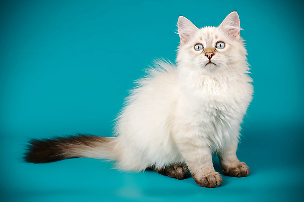 포토 JPG 해외이미지 한마리 사람없음 파란색 반려동물 고양이 네바마스커레이드 해외포토 동물 1 컬러 포유류 파일형식 이미지허브