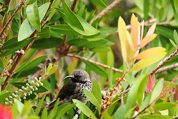 포토 JPG 해외이미지 나무 동물 여자 야생동물 백그라운드 잎 자연 조류 사람없음 가로 초록색 갈색 환경 정원 검은색 사진촬영 회색 나뭇가지 점 얼룩 작음 설탕 깃털 부리 계산서 내추럴 남아프리카 이국적 천도복숭아 해외포토 식물 컬러 아프리카 사람 촬영 크기 생태계 복숭아 파일형식 이미지허브