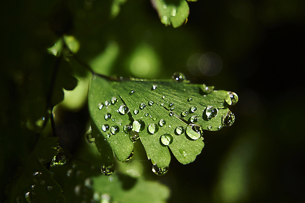 포토 JPG 해외이미지 주간 나무 식물 여행 백그라운드 잎 자연 풍경 사람없음 야외 가로 초록색 여름 빛 컬러풀 햇빛 일출 환경 정원 맑음 사진촬영 미국 성장 신선 숲 생태학 양치류 이국적 그리너리 플로리다 해외포토 자연요소 계절 교육 컬러 북아메리카 날씨 태양 노을 촬영 생태계 파일형식 트랜드컬러 이미지허브