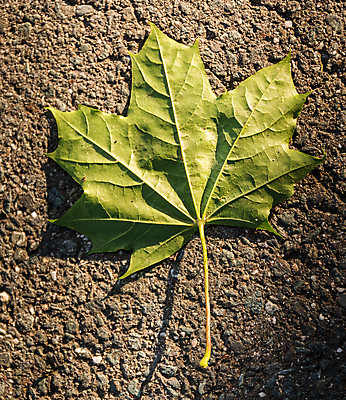 포토 JPG 해외이미지 식물 1 공원 백그라운드 단풍 잎 자연 아침 사람없음 야외 초록색 컬러풀 환경 정원 신선 저녁 싱글 질감 땅바닥 해외포토 주간 공공시설 컬러 바닥 야간 생태계 파일형식 이미지허브
