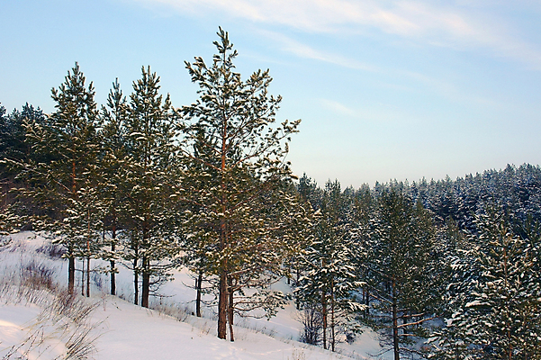 포토 JPG 해외이미지 나무 공원 유럽 길 선 크리스마스 겨울 자연 벽지 하늘 파노라마 풍경 사람없음 야외 목재 침묵 추위 흰색 소나무 숲 과수원 서리 장면 폭설 해외포토 식물 계절 공공시설 기념일 나라 컬러 농업 재료 눈_날씨 촬영기법 소리 자연재해 생태계 파일형식 이미지허브