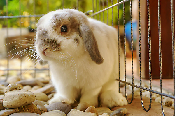 포토 JPG 해외이미지 동물 야생동물 백그라운드 포유류 자연 부활절 털 앉기 사람없음 초록색 반려동물 갈색 귀여움 봄 회색 흰색 토끼 설치류 작음 큼 귀 해외포토 계절 기념일 컬러 컨셉 모션 신체부위 크기 생태계 파일형식 이미지허브