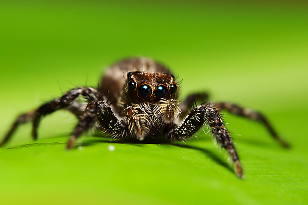포토 JPG 해외이미지 곤충 잎 자연 사람없음 초록색 점프 육식동물 거미 S 해외포토 식물 동물 알파벳 컬러 모션 생태계 파일형식 이미지허브