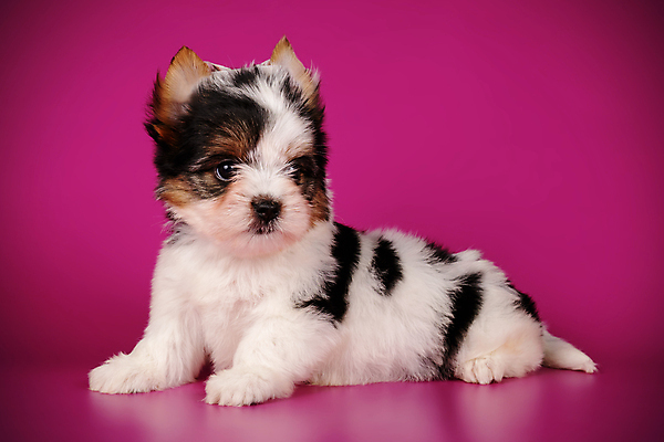 포토 JPG 해외이미지 동물 1 행복 새끼 백그라운드 새로움 털 사람없음 빨간색 반려동물 귀여움 검은색 거울 흰색 개 달콤 강아지 작음 요크셔테리어 테리어 활 솜털 송곳니 기르기 비버 삼색 해외포토 감정 컬러 컨셉 포유류 맛 치아 크기 돌봄 파일형식 이미지허브