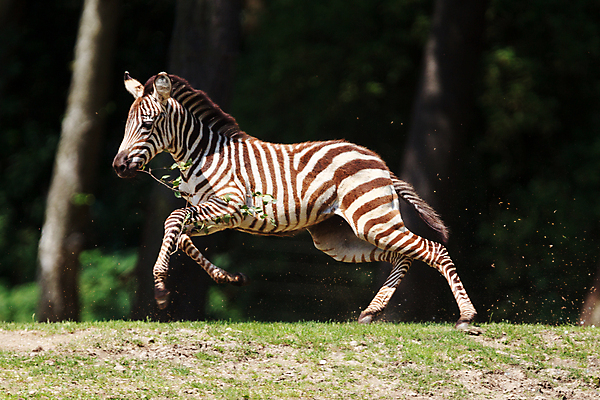 포토 JPG 해외이미지 동물 응시 공원 야생동물 조각 포유류 자연 초식동물 서기 사람없음 야외 달리기 줄무늬 흰색 황무지 심볼 사파리 피부 네덜란드 싱글 질감 얼룩말 내추럴 망아지 경보 동물상 생태학 해외포토 시선 공공시설 교육 유럽 새끼 컬러 무늬 모션 신체부위 조형물 말_동물 생태계 파일형식 이미지허브