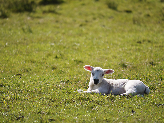 포토 JPG 해외이미지 동물 밭 농업 포유류 자연 영국 잉글랜드 육류 풍경 사람없음 초록색 농장 가축 봄 흰색 시골 아기 양 상업 양고기 양모 밭일 컴브리아주 해외포토 계절 유럽 산업 컬러 식재료 사람 직물 생태계 파일형식 이미지허브