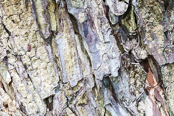 포토 JPG 해외이미지 모양 나무 산업 선 조각 백그라운드 십자가 패턴 부분 자연 표면 날씨 추상 사람없음 목재 갈색 줄무늬 껍질 널 숲 장작 자르기 유기농 질감 통나무 나무껍질 잡동사니 내추럴 방법 수목 옛날 노화 해외포토 식물 웰빙 컬러 컨셉 무늬 재료 모션 생태계 파일형식 이미지허브