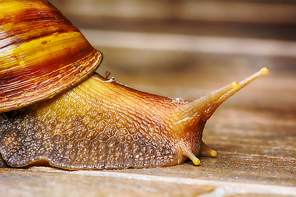 포토 JPG 해외이미지 동물 야생동물 음식 백그라운드 자연 바닥 연체동물 주택 사람없음 갈색 정원 젖음 껍질 흰색 타일 오브젝트 달팽이 덮기 느림 고립 민달팽이 끈적임 해외포토 컬러 모션 무척추동물 건물 생태계 파일형식 달팽이_동물 이미지허브