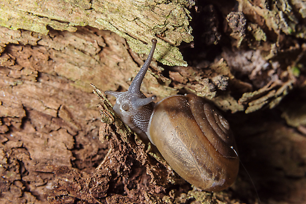 포토 JPG 해외이미지 주간 한마리 사람없음 야외 돌_바위 기어가기 해외포토 자연요소 1 모션 파일형식 이미지허브