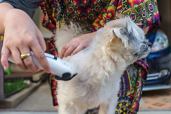 포토 JPG 해외이미지 주간 한마리 손 한명 들기 상반신 성인 야외 앞모습 아웃포커스 신체부위 귀여움 강아지 바리깡 애견미용 애견미용사 성인한명만 믹스견 해외포토 자연요소 1 뷰포인트 컨셉 모션 촬영기법 사람 반려동물 뷰티 개 미용사 성인만 파일형식 이미지허브