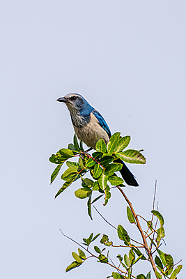 포토 JPG 해외이미지 동물 야생동물 북아메리카 조류 사람없음 미국 플로리다 해외포토 아메리카 파일형식 이미지허브