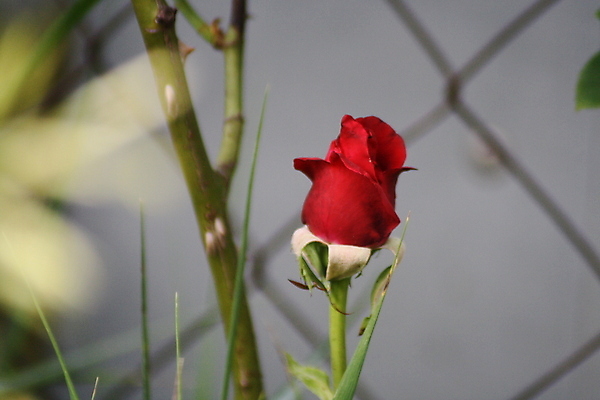 포토 JPG 해외이미지 식물 손 꽃 안경 분홍색 백그라운드 비즈니스 유리 탁자 조류 하늘 주택 실내 관리 사랑 사람 앉기 사람없음 목재 빨간색 초록색 노트북 스마트폰 사무실 알약 장미 꽃병 거울 방 나뭇가지 잡기 작음 가득함 피부 온라인 고립 해외포토 나무 동물 잡화 감정 컬러 가구 재료 모션 재질 내부 건물 신체부위 전자제품 핸드폰 스마트기기 약 크기 파일형식 이미지허브