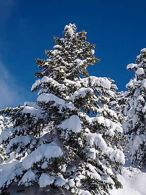 포토 JPG 해외이미지 나무 계절 겨울 자연 날씨 풍경 사람없음 야외 맑음 그리스 서리 전나무 눈내림 가문비나무 해외포토 식물 유럽 눈_날씨 생태계 파일형식 이미지허브
