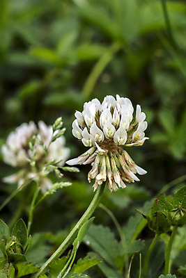 포토 JPG 해외이미지 식물 꽃잎 꽃 분홍색 꽃무늬 밭 자연 사람없음 빨간색 초록색 여름 보라색 봄 들꽃 벚꽃 신선 클로버 허브 내추럴 해외포토 계절 컬러 무늬 농업 생태계 파일형식 이미지허브
