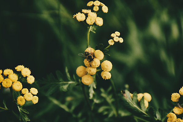 포토 JPG 해외이미지 주간 식물 꽃 곤충 백그라운드 꽃무늬 밭 자연 사람없음 야외 초록색 여름 컬러풀 노란색 정원 봄 벚꽃 뜨거움 개화 수분 벌 내추럴 동물상 해외포토 자연요소 동물 계절 컬러 무늬 농업 조형물 생태계 파일형식 이미지허브