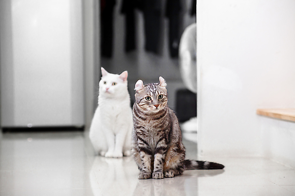 포토 JPG 해외이미지 동물 행복 얼굴 백그라운드 겨울 놀이 휴식 영국 바닥 주택 따뜻함 미소 사람 사람없음 반려동물 상자 귀여움 고양이 흰색 침대 잠 담요 부드러움 솜털 생강 숨김 판지 안락 해외포토 계절 감정 유럽 컬러 가구 컨셉 채소 포유류 표정 건물 신체부위 감각 파일형식 이미지허브