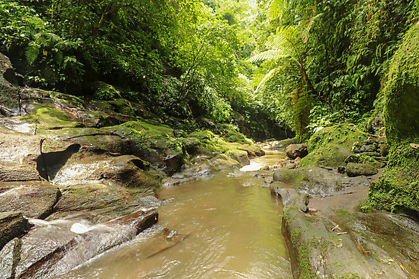 포토 JPG 해외이미지 나무 공원 벽 여행 백그라운드 자연 산 풍경 사람없음 야외 초록색 물 여름 강 평화 환경 골짜기 봄 폭포 흐름 암석 바위 개울 황무지 숲 그늘 열대우림 질감 발리 인도네시아 내추럴 해외포토 자연요소 식물 계절 공공시설 아시아 컬러 섬 컨셉 돌_바위 생태계 파일형식 이미지허브