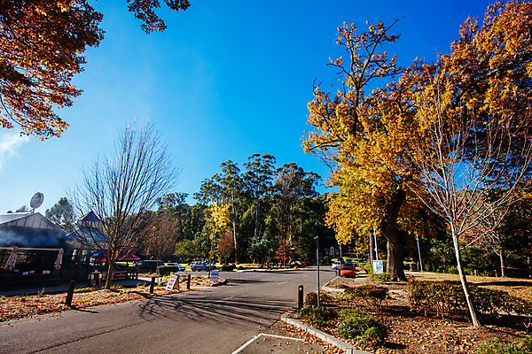 포토 JPG 해외이미지 나무 공원 도로 교통시설 자연 거리 풍경 사람없음 야외 건물 태양 환경 상점 맑음 침묵 빵집 가을 시골 호주 언덕 지역 옛날 유칼립투스 해외포토 자연요소 식물 건축물 계절 공공시설 길 교통 날씨 소리 오세아니아 시설 생태계 파일형식 이미지허브